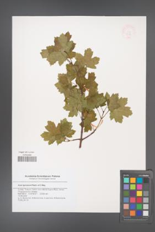 Acer hyrcanum [KOR 47236]