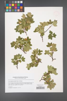 Acer reginae-amaliae [KOR 47910]