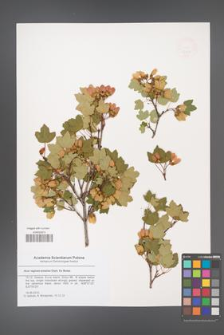 Acer reginae-amaliae [KOR 47971]