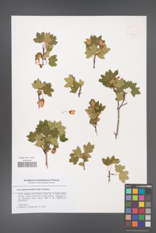 Acer reginae-amaliae [KOR 47940]