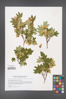 Acer reginae-amaliae [KOR 47939]