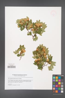 Acer reginae-amaliae [KOR 47938]