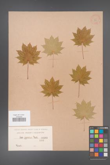 Acer japonicum [KOR 83]