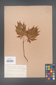Acer japonicum [KOR 86]