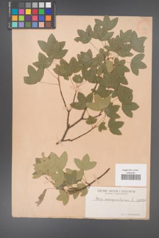 Acer monspessulanum [KOR 28a]