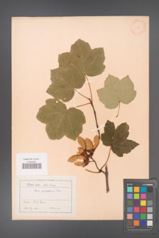 Acer opulifolium [KOR 11450]