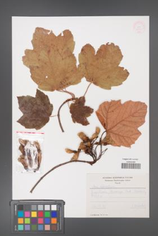 Acer obtusatum [KOR 11447]