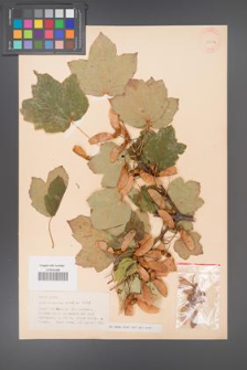 Acer obtusatum [KOR 11447a]