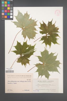 Acer platanoides [KOR 53b]