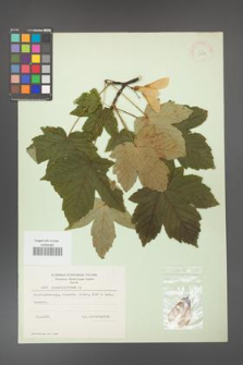 Acer pseudoplatanus [KOR 11457]