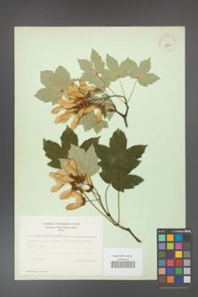 Acer pseudoplatanus [KOR 11459a]