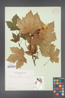 Acer pseudoplatanus [KOR 11474]