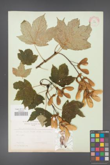 Acer pseudoplatanus [KOR 11476]