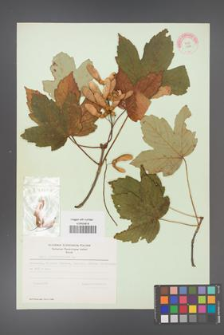 Acer pseudoplatanus [KOR 11471]