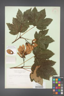 Acer pseudoplatanus [KOR 11461]