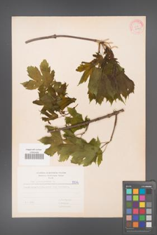 Acer pseudoplatanus [KOR 5574]