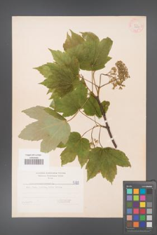 Acer pseudoplatanus [KOR 5788]