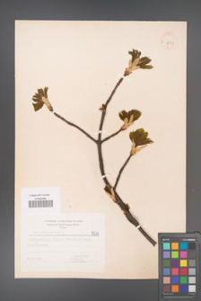 Acer pseudoplatanus [KOR 5573]