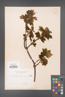 Acer pseudoplatanus [KOR 5572]