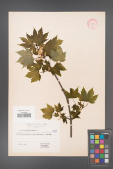 Acer pseudoplatanus [KOR 5578]