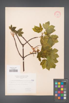 Acer pseudoplatanus [KOR 5577]