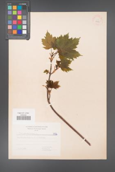 Acer pseudoplatanus [KOR 5576]