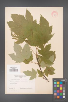 Acer pseudoplatanus [KOR 3800]