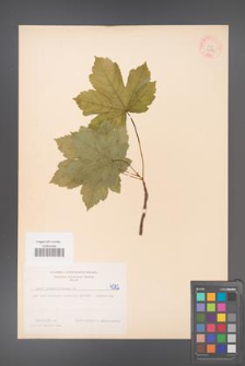 Acer pseudoplatanus [KOR 4582]