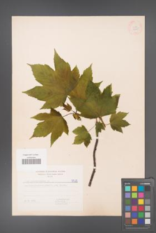 Acer pseudoplatanus [KOR 5575]