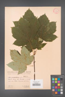 Acer pseudoplatanus [KOR 2389]