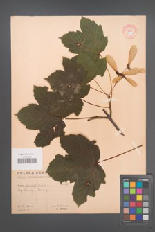 Acer pseudoplatanus [KOR 65b]