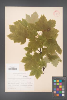 Acer pseudoplatanus [KOR 3674]