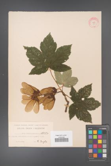 Acer pseudoplatanus [KOR 34a]
