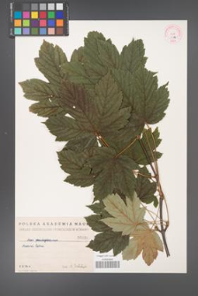 Acer pseudoplatanus [KOR 36a]