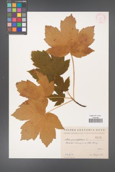 Acer pseudoplatanus [KOR 33a]