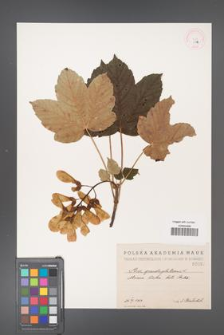Acer pseudoplatanus [KOR 37a]