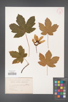 Acer pseudoplatanus [KOR 32a]