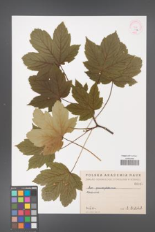 Acer pseudoplatanus [KOR 67a]