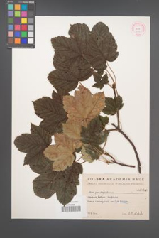 Acer pseudoplatanus [KOR 63b]