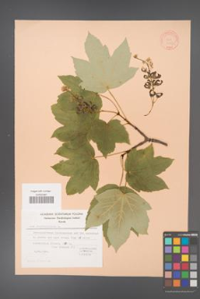 Acer pseudoplatanus [KOR 20883]