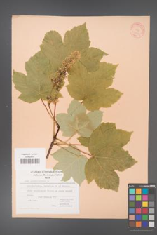 Acer pseudoplatanus [KOR 20881]