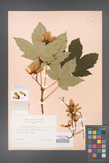 Acer pseudoplatanus [KOR 11465]