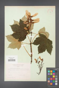 Acer pseudoplatanus [KOR 11466]