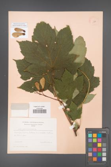 Acer pseudoplatanus [KOR 11464]