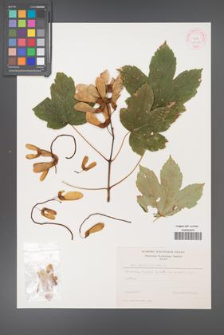 Acer pseudoplatanus [KOR 11463]