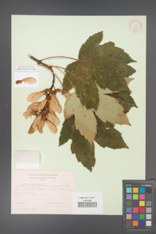 Acer pseudoplatanus [KOR 11467]
