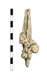Artifact (nail?), corroded, fragment