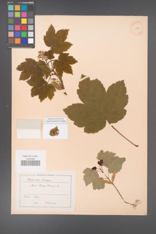 Acer pseudoplatanus [KOR 11479]