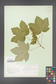 Acer pseudoplatanus [KOR 11481]