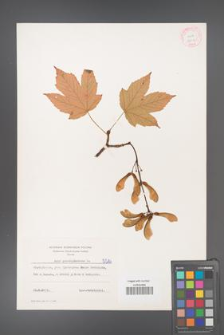 Acer pseudoplatanus [KOR 5516]